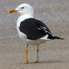 1cy fuscus in August, ringed in Finland. (81365 bytes)